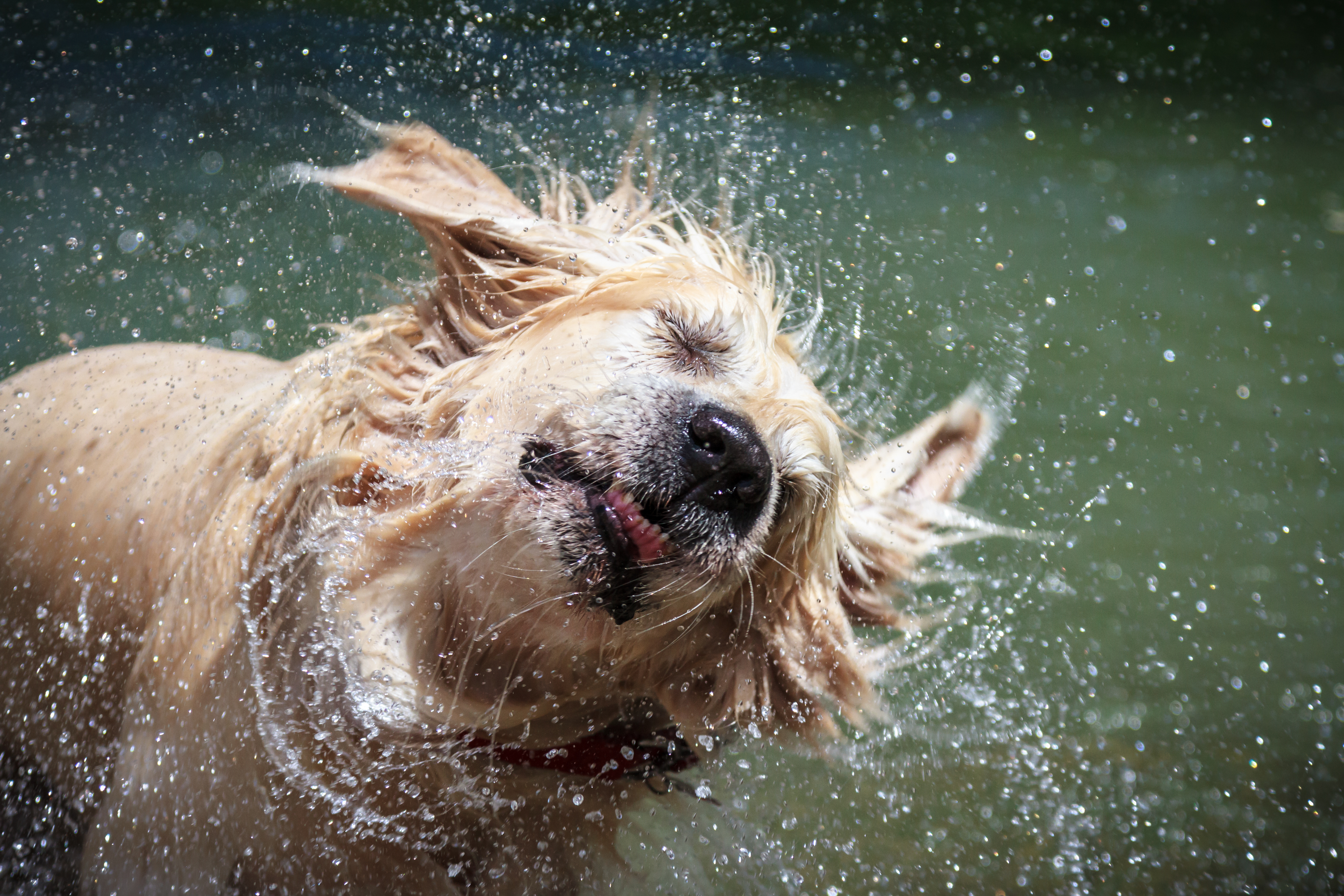 Lider hund en “langsom og meget smertefuld” død, hvis du nedkøler den med koldt vand? | Tjekdet